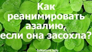 Как реанимировать азалию, если она засохла?