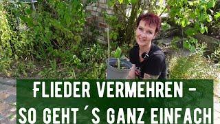 Flieder vermehren - so geht´s ganz einfach