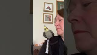 Head banging cockatiel!