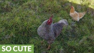 Needy chickens rush to greet owner