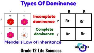 Types of dominance - Genetics and Inheritance