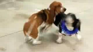Doc the Basset Gets Chased