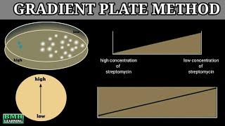 Isolation Of Streptomycin Resistant Mutants Of Ecoli By Gradient Plate Method |