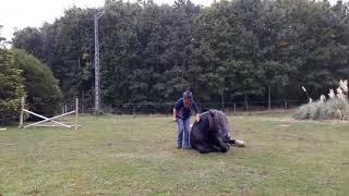 Free riding on percheron