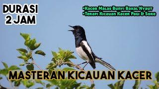 Suara Masteran Burung Kacer Fighter, Pancingan Kacer Bahan (tanpa iklan)