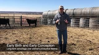 Early-Born Heifers - Mizzou Repro