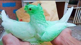 شوف الحمام  الاخضر Pigeons