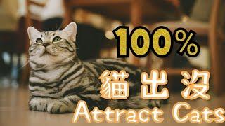 找貓神器！當你找不到貓時，只要play百分百引貓出現。Sounds that attract cats 100% 。