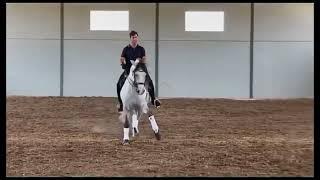 Lusitano Stallion GP level