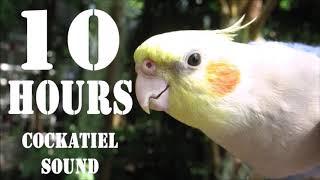 Cockatiel Sound, 10 Hours Cockatiel Singing for Cockatiels