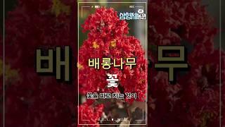 배롱나무꽃 소개합니다. #정원가꾸기 #배롱나무꽃 #배롱나무