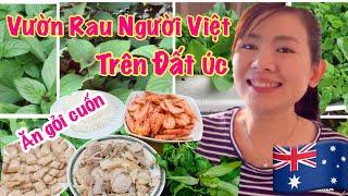 VƯỜN RAU CỦA NGƯỜI VIỆT Ở ÚC RA SAO/ HÁI RAU ĂN GỎI CUỐN TÔM THỊT/ NGƯỜI VIỆT Ở ÚC/ CUỘC SỐNG Ở ÚC