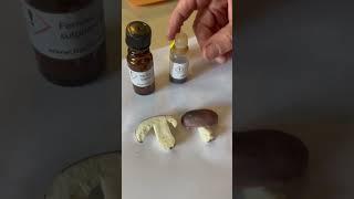 Forager v Mycologist 1,  #foraging #mushroomhunting #forager