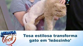 Tosa estilosa transforma gato em 'leãozinho'