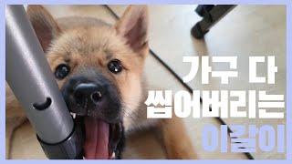 철도 씹어버리는 이갈이(결국 피남ㅠㅠ) | 진돗개계피 | Korean Jindo