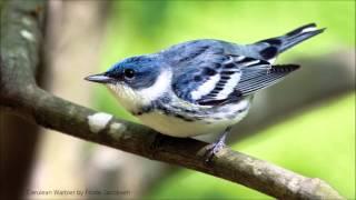 Cerulean Warbler Song