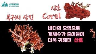 부귀와 행운의 상징, 청정바다의 귀한 보물 산호(Coral),