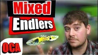 "Endler's Livebearers" | Different *Strains* of Endlers