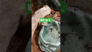 Watch this CUTE Tree Frog Eat! #cutefrog #frog #nature