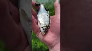 Рыбалка 2024 Отпускаем рыбу #shortvideo #fishing #рыбалка #fishingvideo #природа #fish #lake #весна