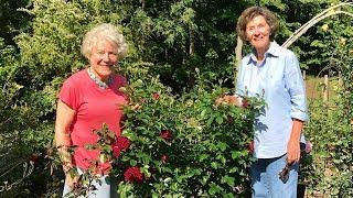 Pruning Roses and Vole Protection