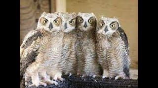 A Parliament of Owls -Act 2