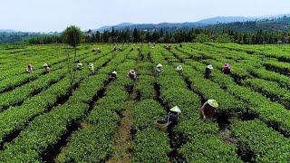 Recorriendo el campo chino: Adaptarse a la naturaleza | Documental |Doblado al español