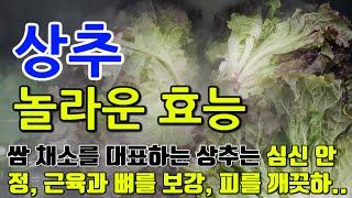 상추의 놀라운 효능 8가지 & 부작용 / "상추가 제공하는 영양과 피부에 미치는 영향"