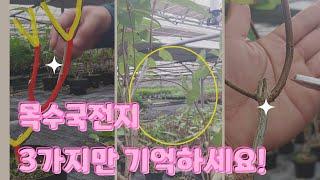 목수국 전지 세가지만 기억하면 누구나 쉽게 할 수 있다#