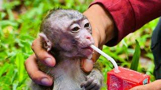 ____FEEDING abandoned monkey more milk & mango while waiting FOR NGO TO pick HIM up 