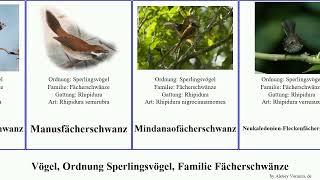 Vögel, Ordnung Sperlingsvögel, Familie Fächerschwänze birds Fuse Schwarzbrust-Fächerschwanz Press