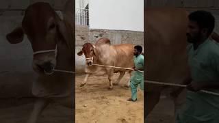 Red king Unloading #cow #bull #farming