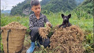 Full video: 25 days, harvesting vegetables and fruits to sell. Gardening - Nam's daily life