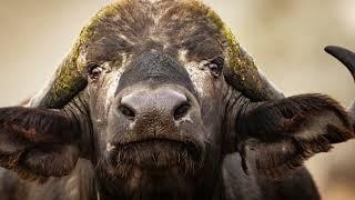 Amazing Facts About Buffalos | ANIMAL HUB