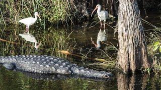 USA Florida Miami Ausflug mit dem Airboot in den Everglades