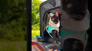 Stella‘s Adventure Picnic with our baby cat #shorts #kitten #vlogs #viral #funny #adventure