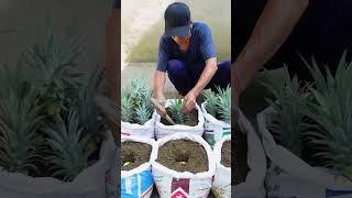 Tips For Growing Pineapple Super Fast From The Tops Discarded, Can't Be Ignored