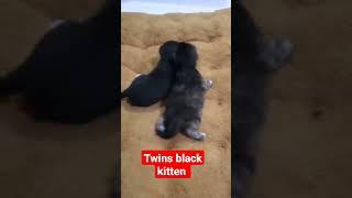 Twins black Kitty