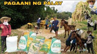 UNANG ARAW NG PAGAANI NG ATING PALAY.. SWERTE SA PAHANON HINDI UMULAN