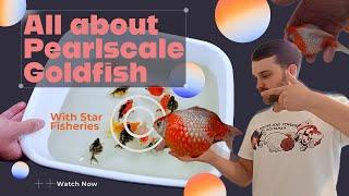 SPOTLIGHT - The Pearlscale Goldfish | A look at this VERY STRANGE variety! | @StarFisheriesUK