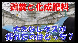 肥料分の50％鶏糞+50％化成　100％化成でどちらが沢山とれたか？