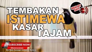ISTIMEWA Tembakan Cucak Cungkok Gacor Masteran Juwara 2023 ️