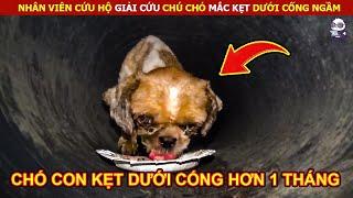 Giải Cứu Chú Chó Con Bị Mắc Kẹt Dưới Cống || Review Con Người Và Cuộc Sống