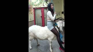 Sheep Riding | Goat Riding | Donkey Riding | Esel Reiten 