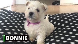 Bonnie, Our NEW West Highland Terrier Puppy 