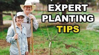 How to Plant Bare Root Fruit Trees Step by Step | Planting, Pruning, & Expert Tips!