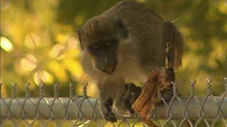 Wild monkeys living hear Fort Lauderdale airport receiving new home