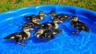 I Got My Ducklings a Kiddie Pool!