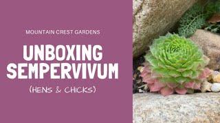 UNBOXING Sempervivum Hens and Chicks + Creating a Rock Garden