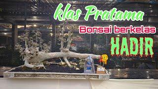 pamnas bonsai Wonogiri 2024 klas pratama